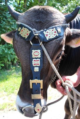 stier-mit-nasenband.jpg